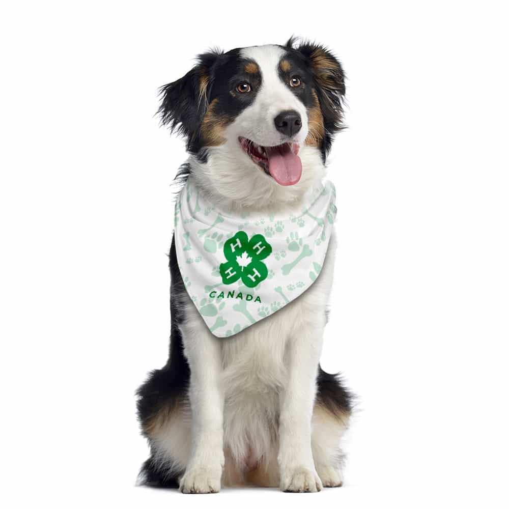 Bandana pour chien miniature 3